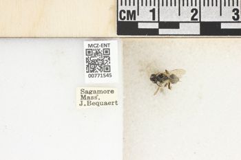 Media type: image;   Entomology 771545 Aspect: Labels